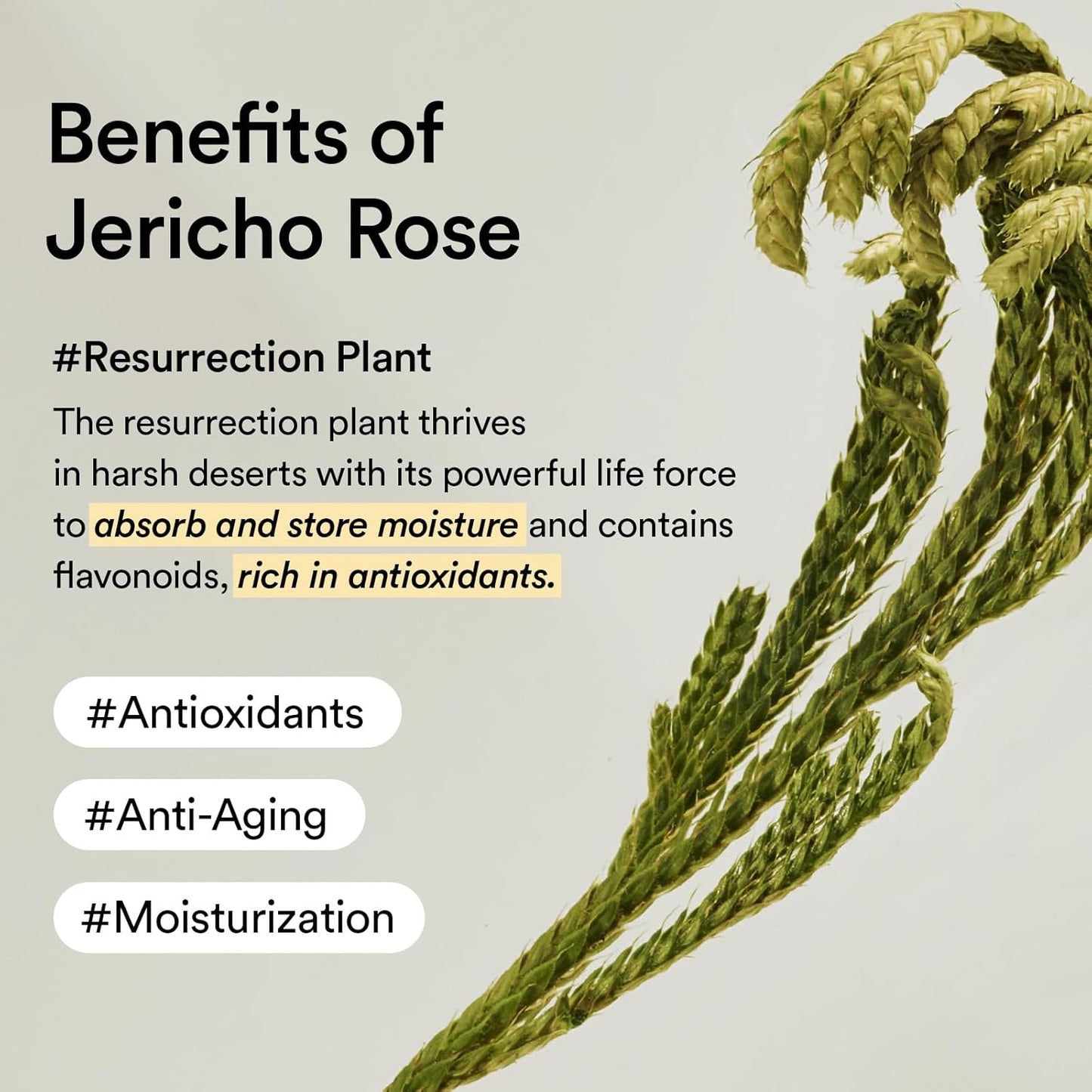 Collagen Eye Crème Jericho Rose Tube - Αντιγηραντική Κρέμα Ματιών με Κολλαγόνο